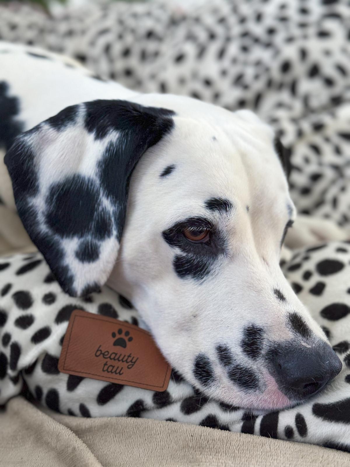 Kuschelige Hundekissen