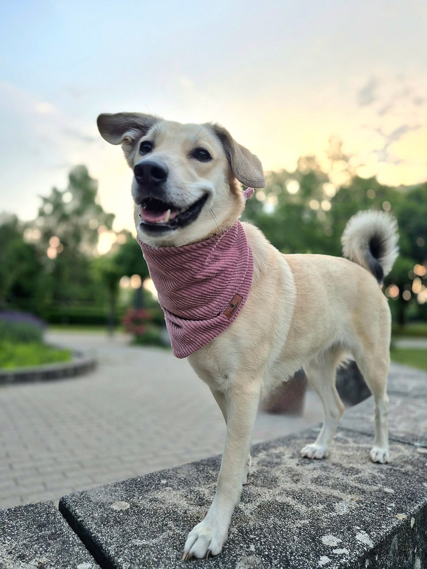 Hundehalstücher