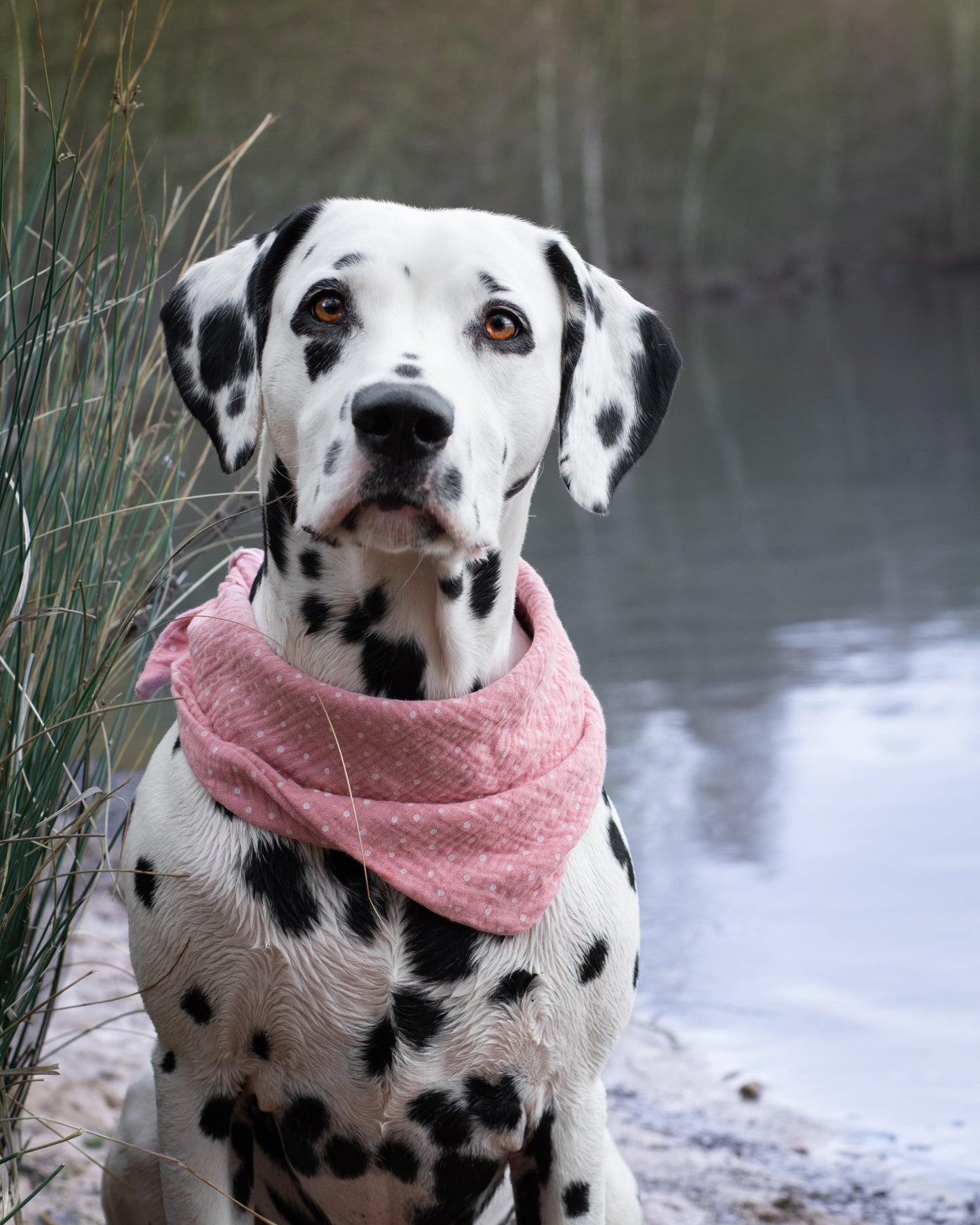 Hundehalstücher