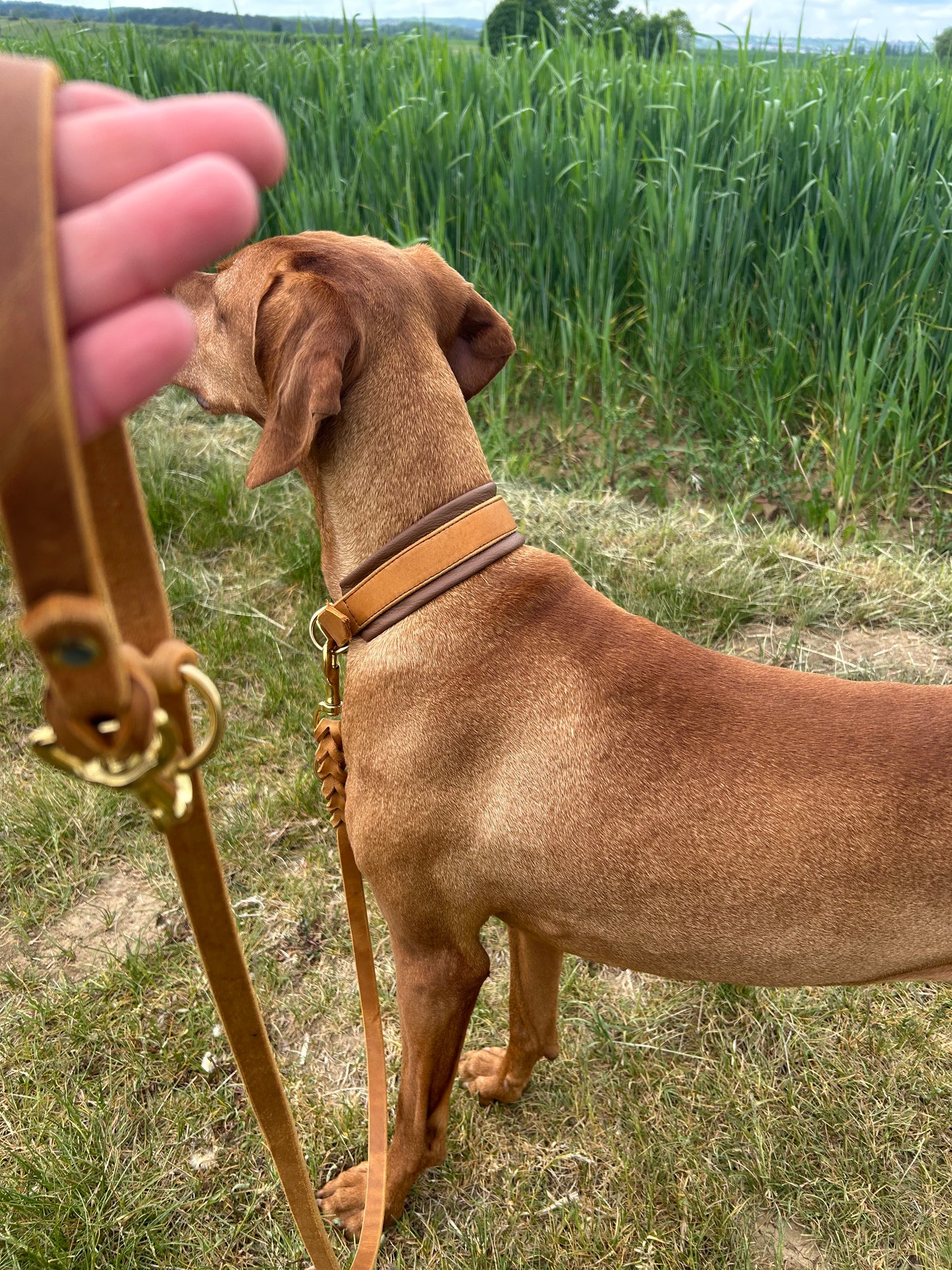 Soft Guard Lederhalsband