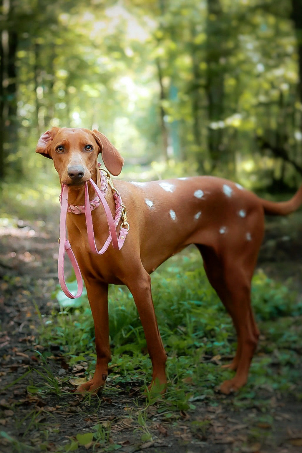 Fettleder Hundehalsband und Leine – individuell