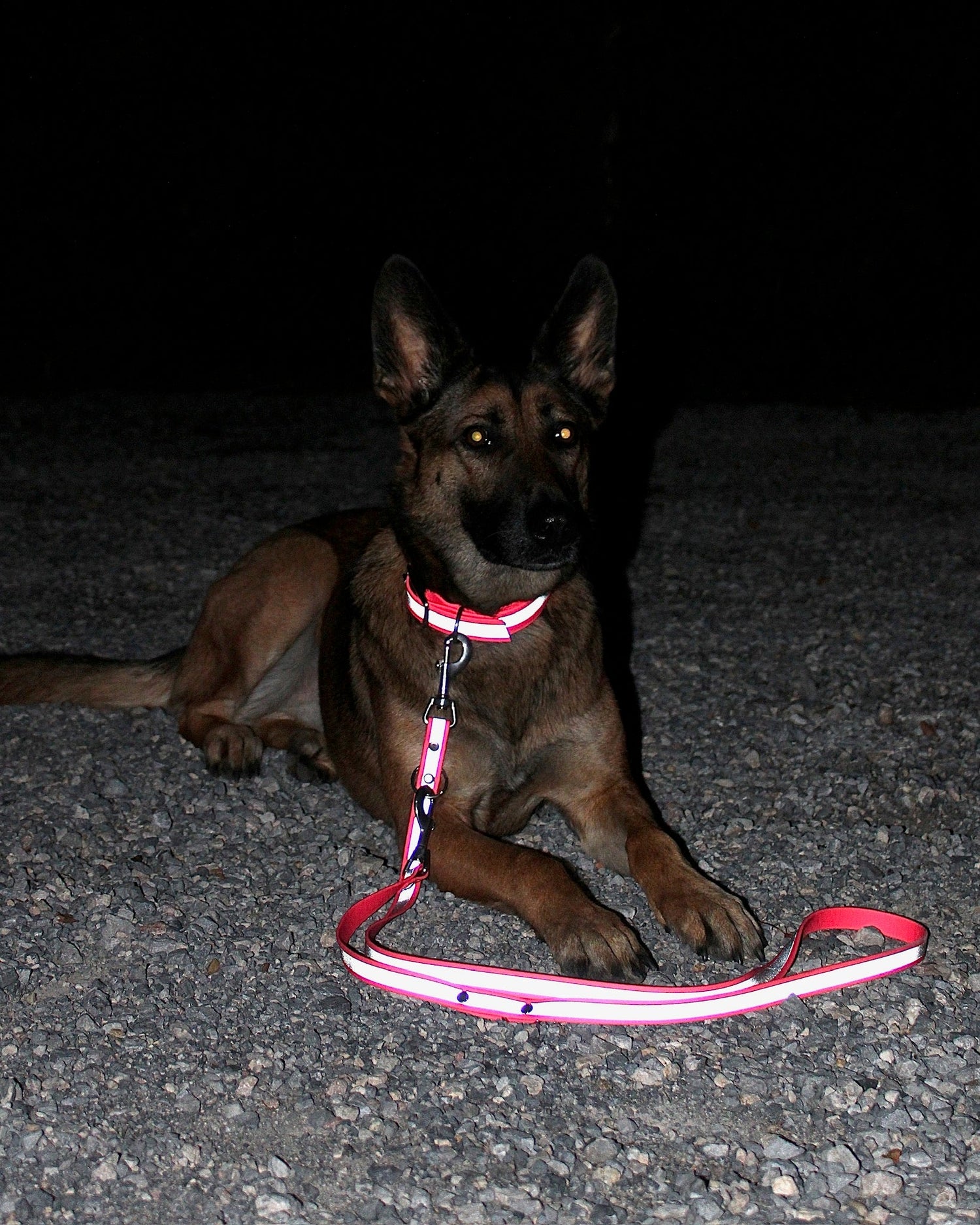Stark reflektierende Halsband-Leonensets aus Biothane für mehr Sicherheit