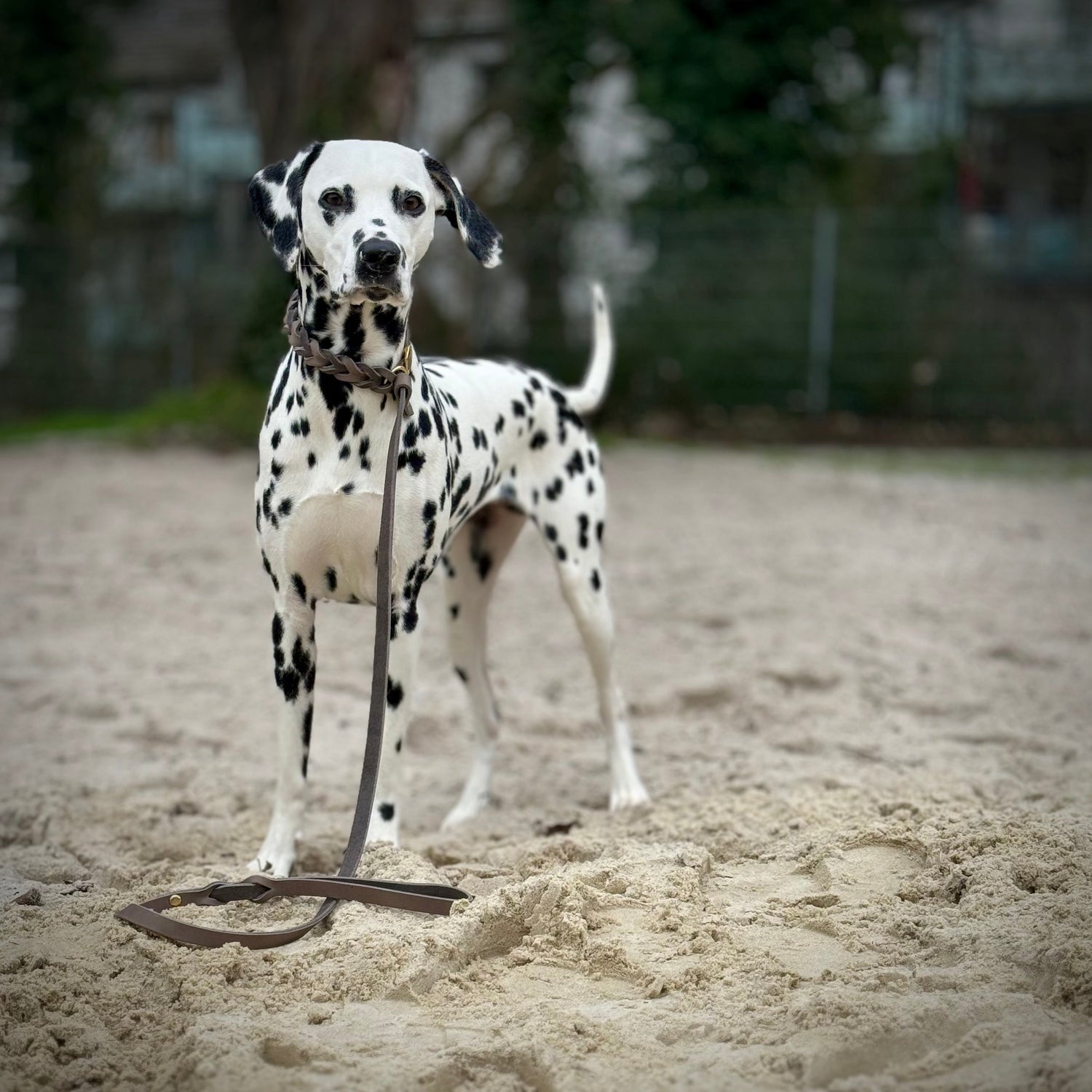 Retrieverleine aus Fettleder