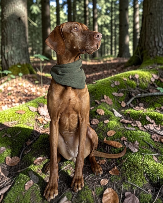 Hundehalstuch aus Musselin olivgrün