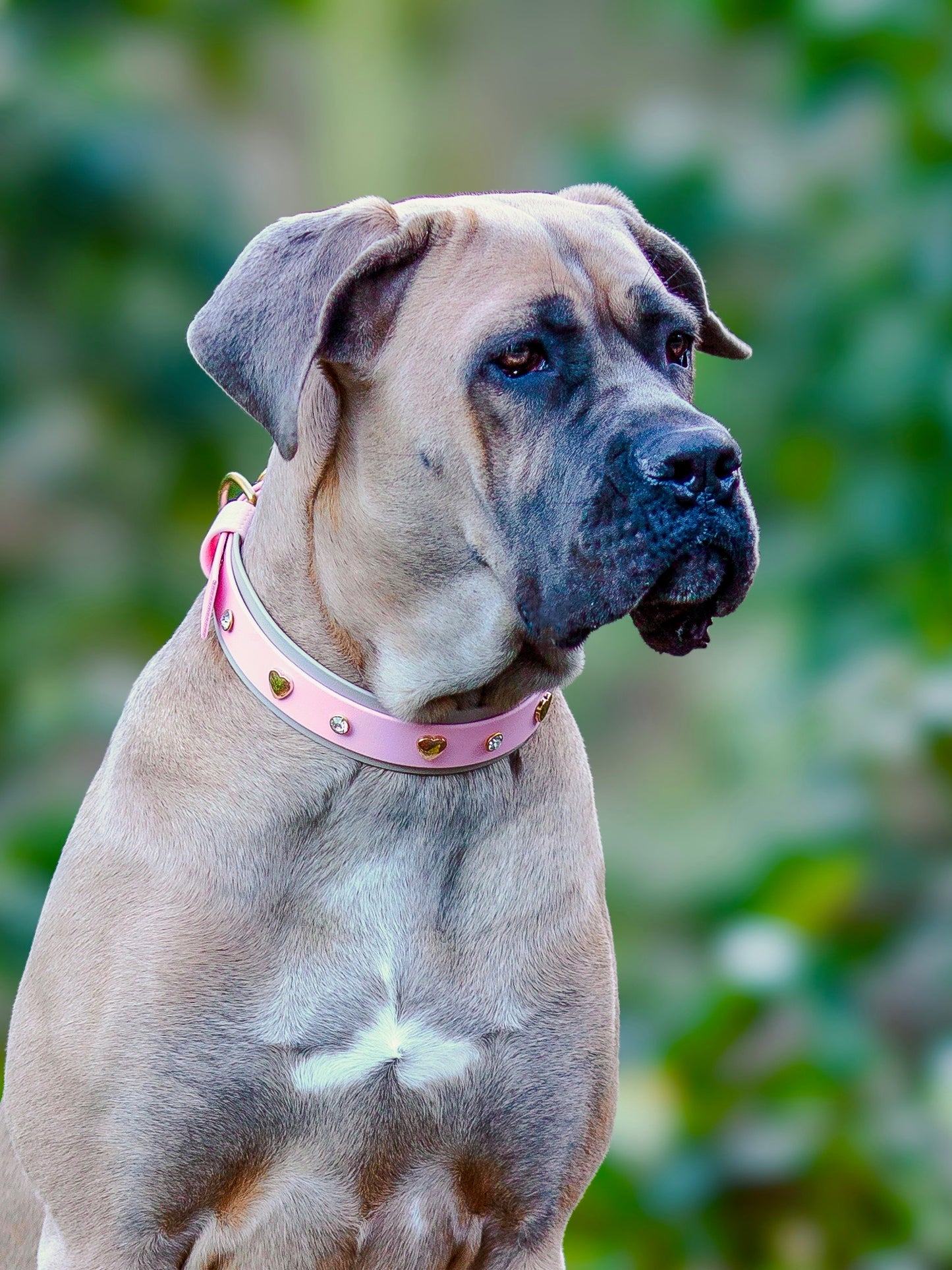 Hundehalsband BioThane® mit Herznieten