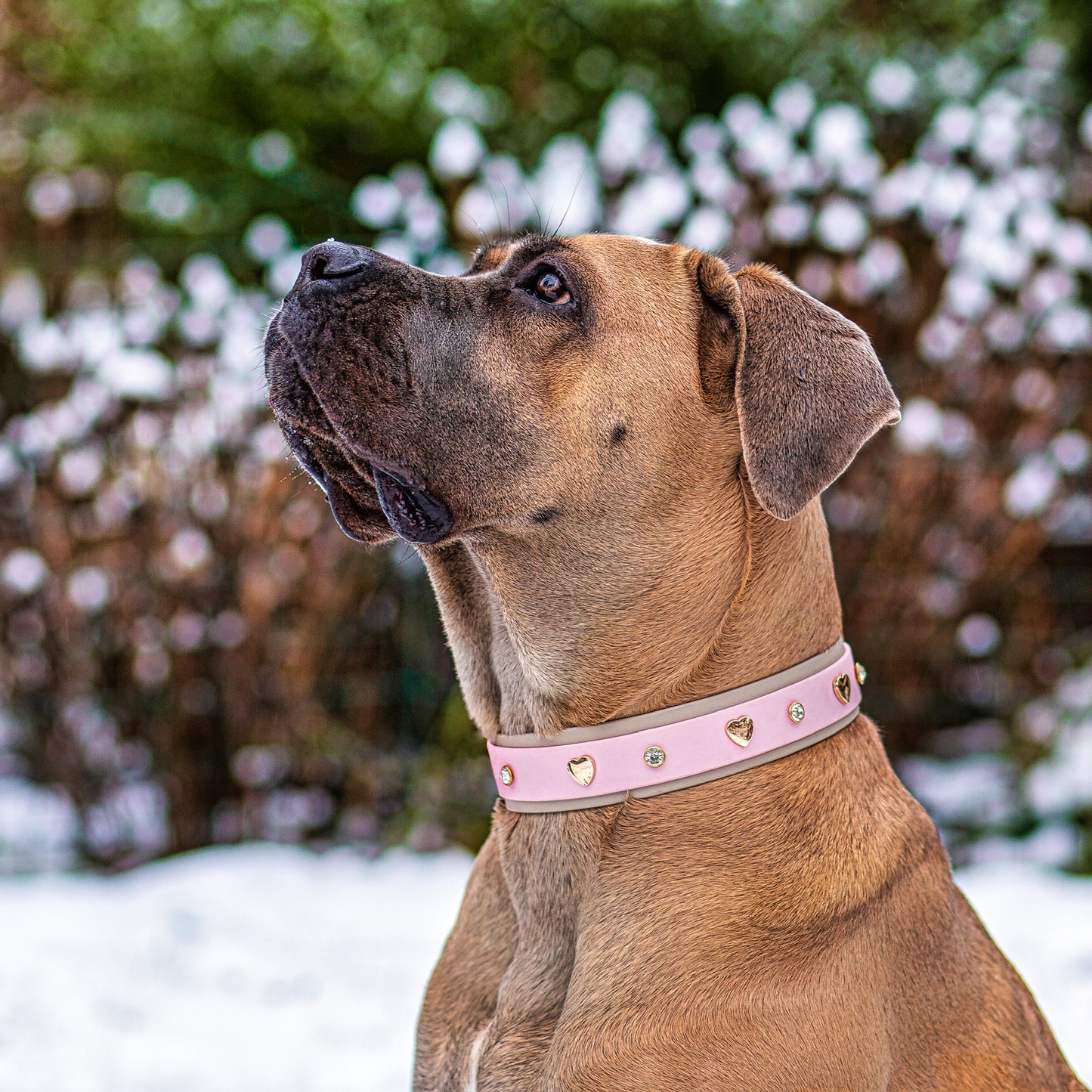 Hundehalsband BioThane® mit Herznieten