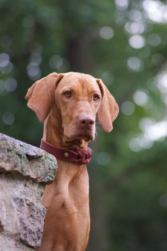 Hundehalsband und Hundeleine autumn beauty