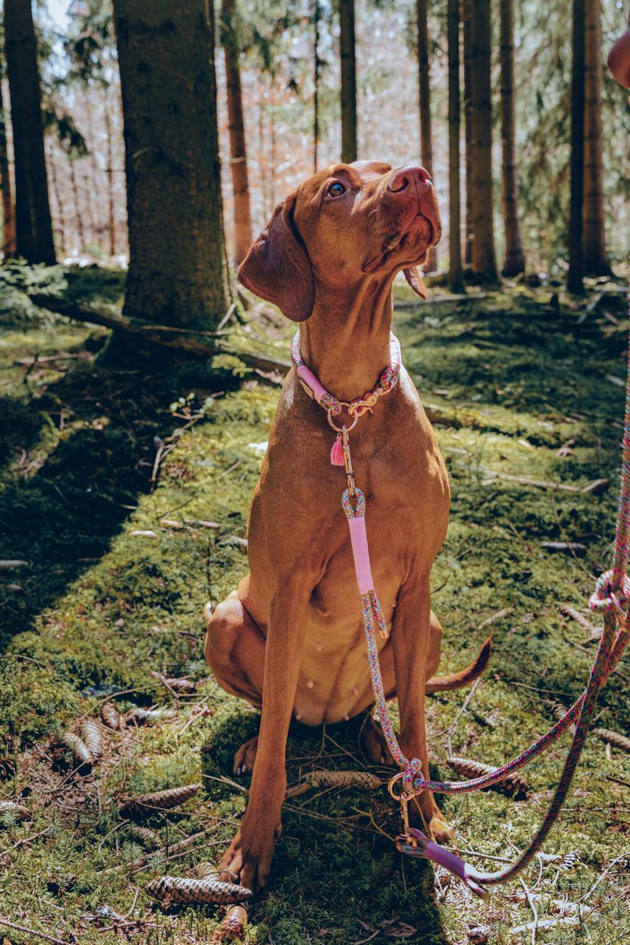 Tau Hundehalsband & Leine – individuell