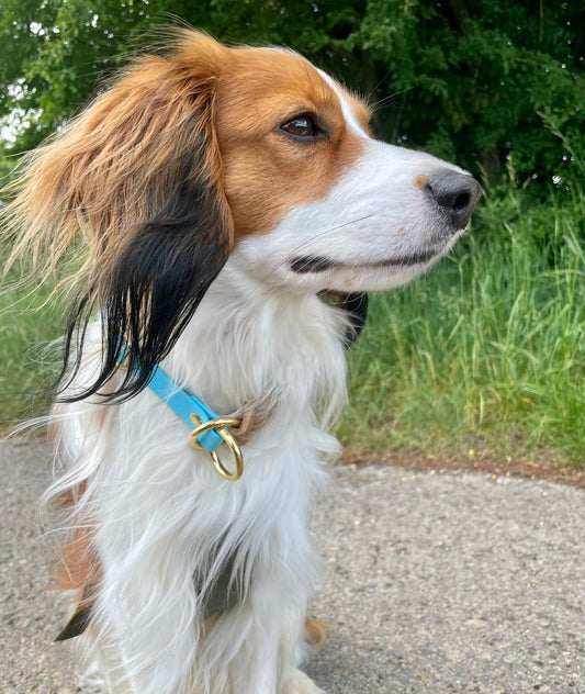 Zugstopp-Halsband aus Biothane und Fettleder