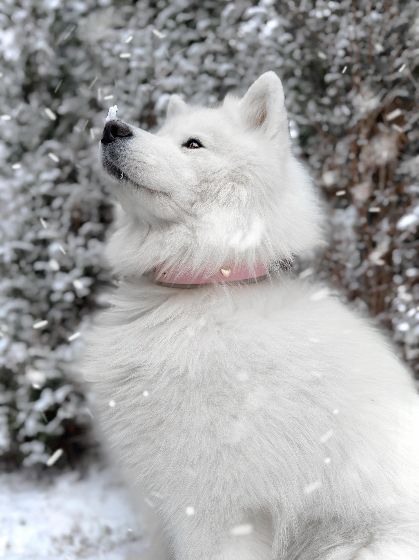 Halsband-Leinenset Blushed Heart