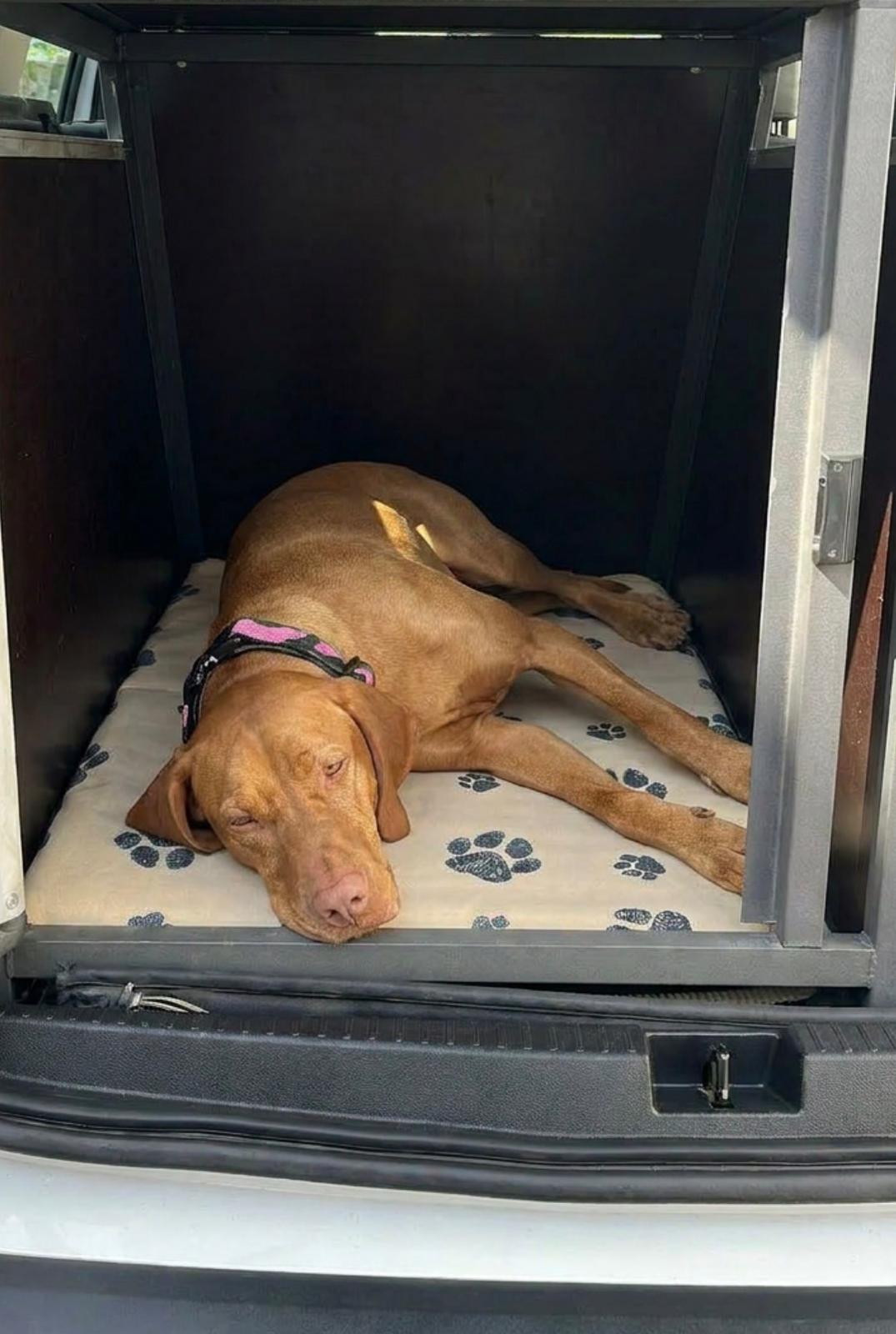 Gepolsterte Transportboxendecke nach Maß für Hunde