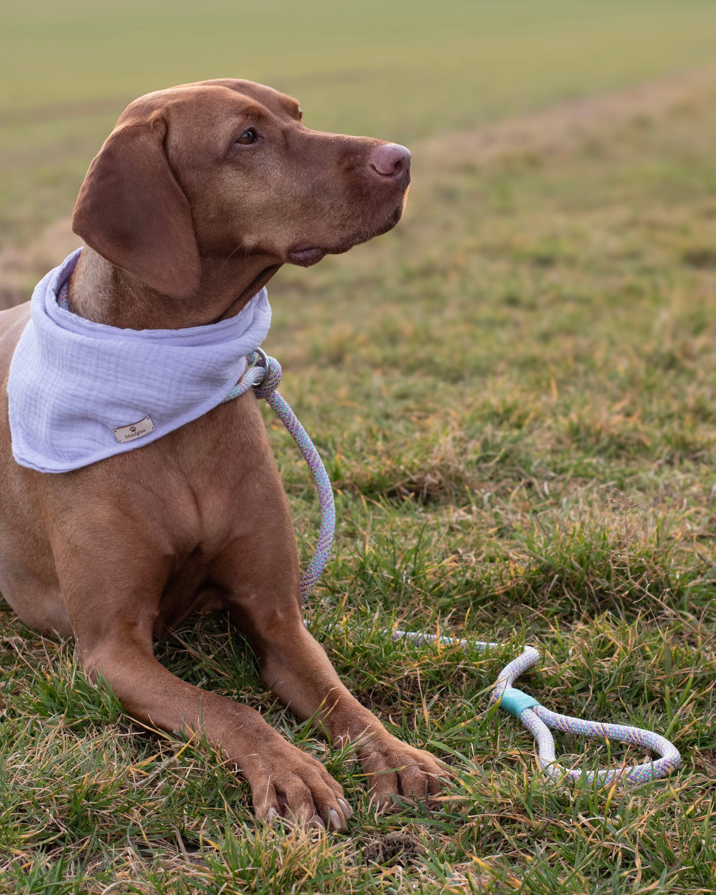 Retriever Hundeleine aus Tau