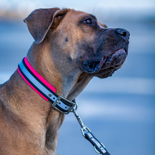Neon Halsband-Leinenset Die Original beautytau LightLine Kollektion