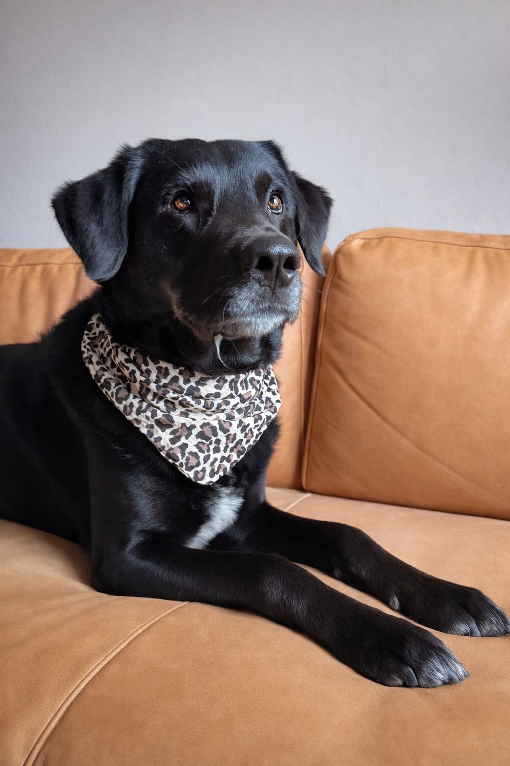 Hundehalstuch aus Musselin im Leo Muster