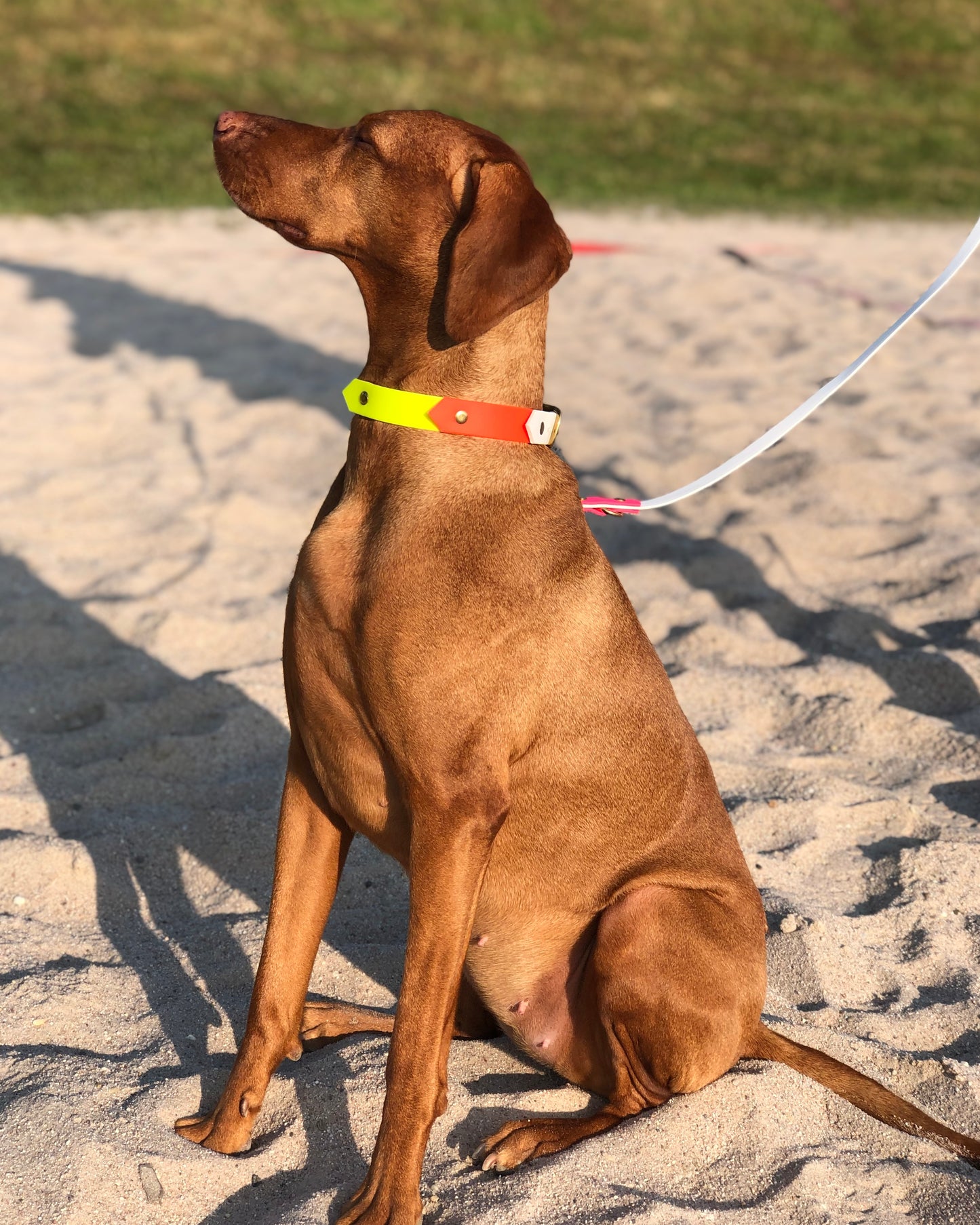 Biothane Halsband & Leinen Set Pina Colada