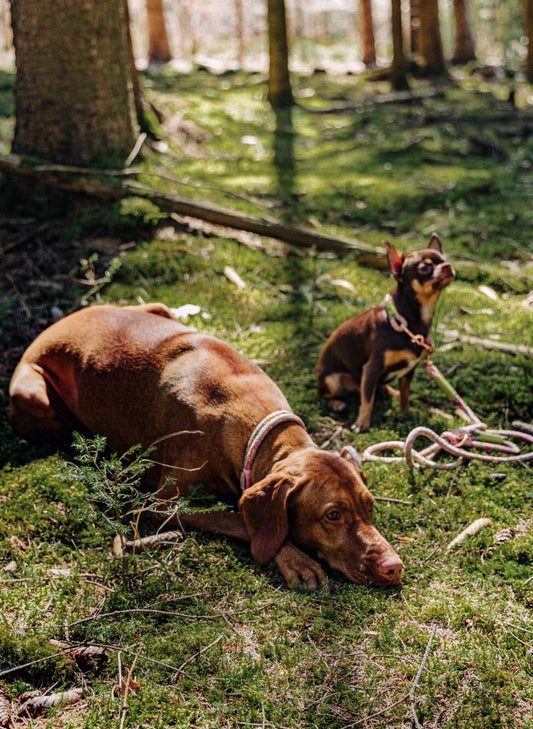 Tau Hundehalsband & Leine – individuell