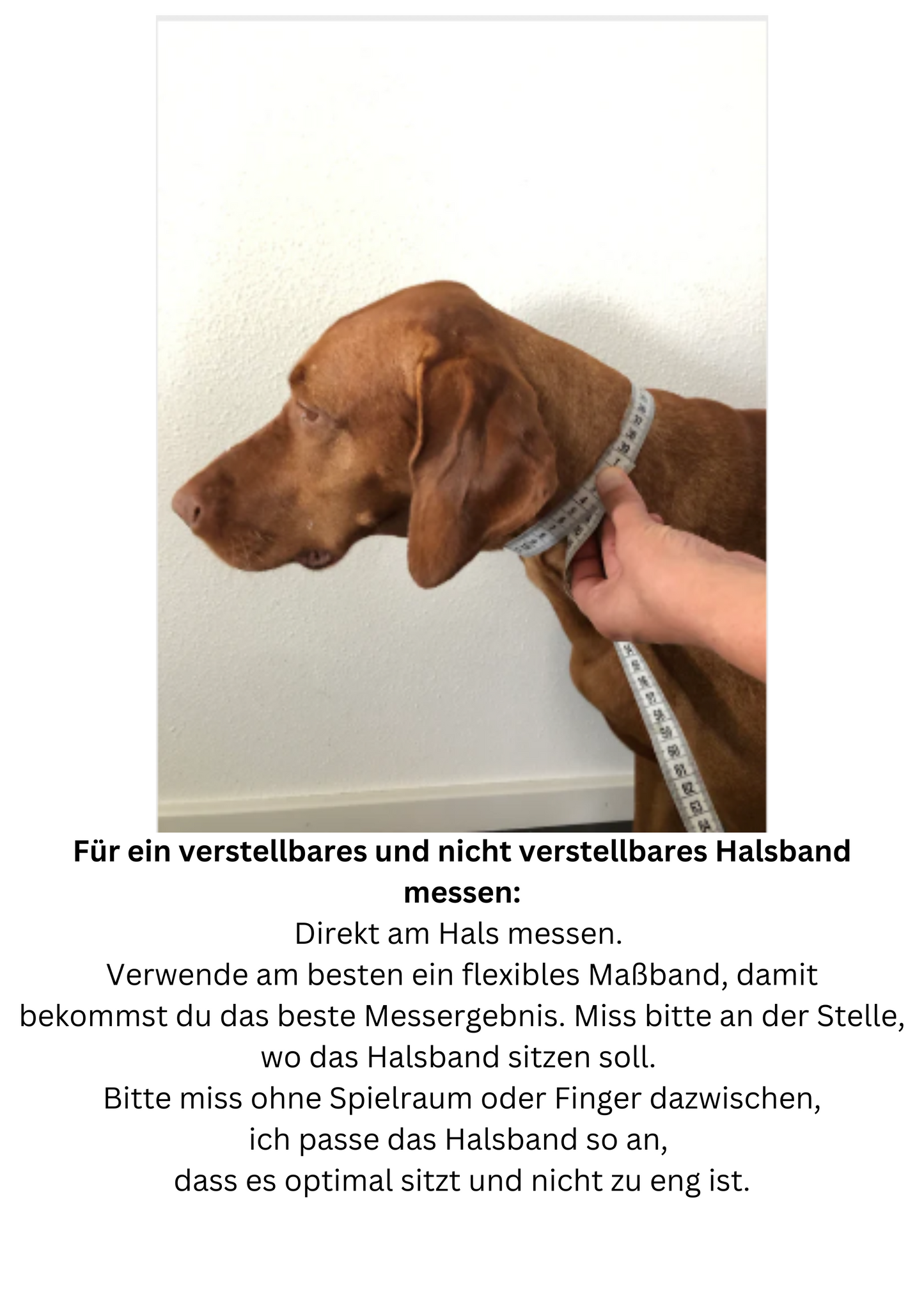Halsband & Leine im Set – dein individuelles Lieblingsduo