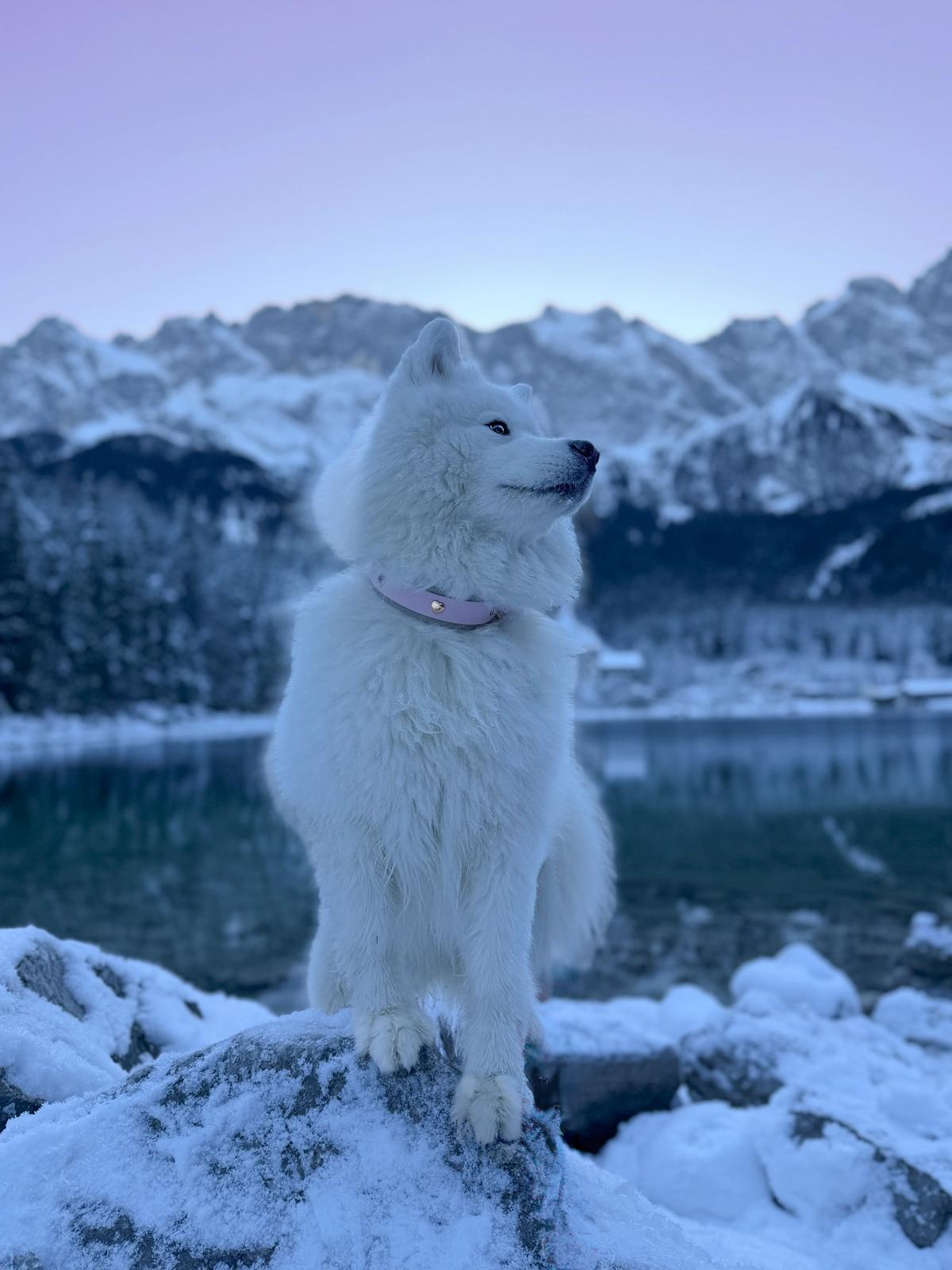 Halsband-Leinenset Blushed Heart