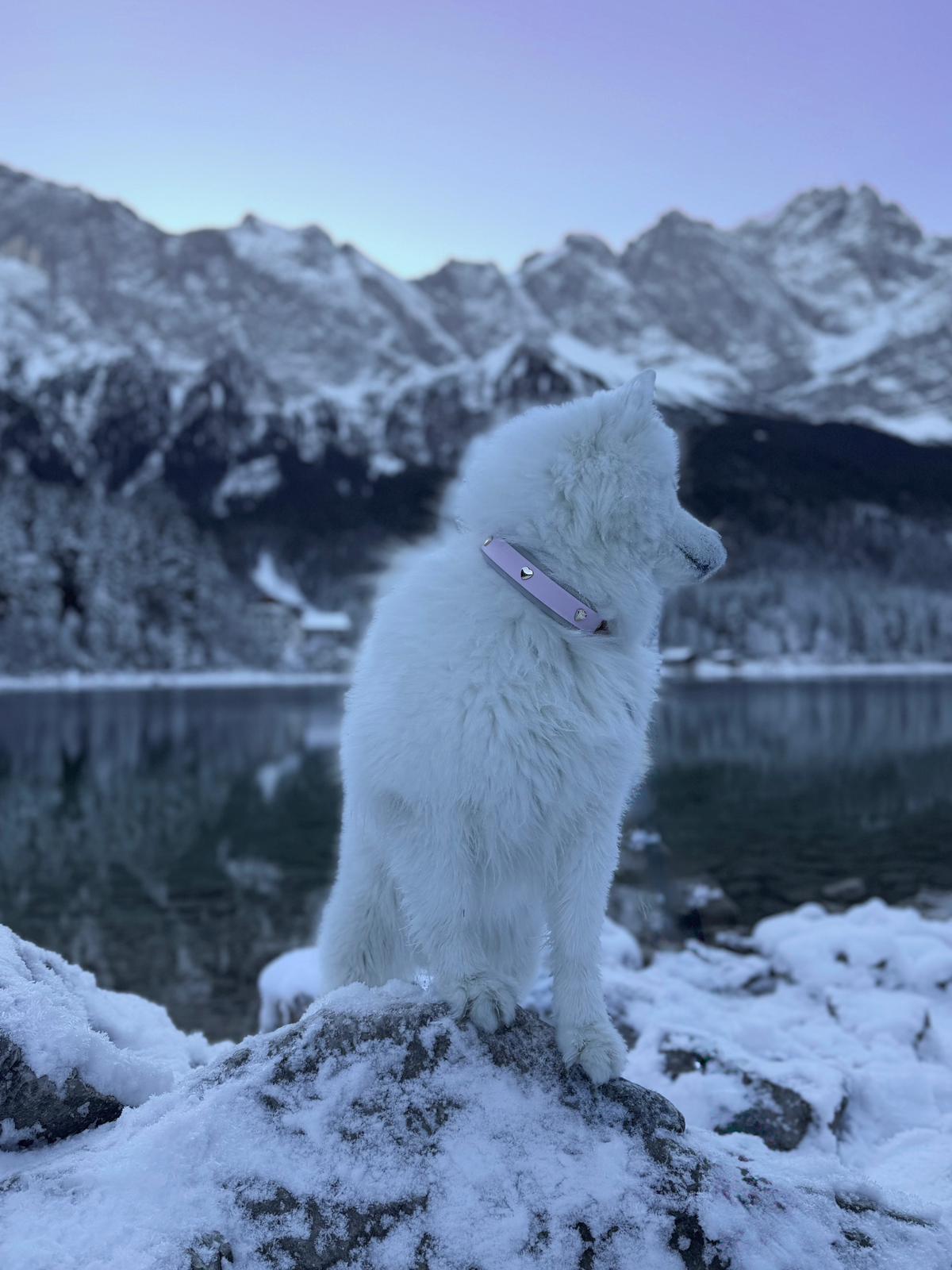 Halsband-Leinenset Blushed Heart