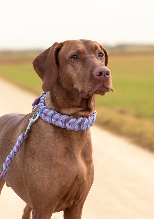 Fettleder Hundehalsband und Leine – individuell