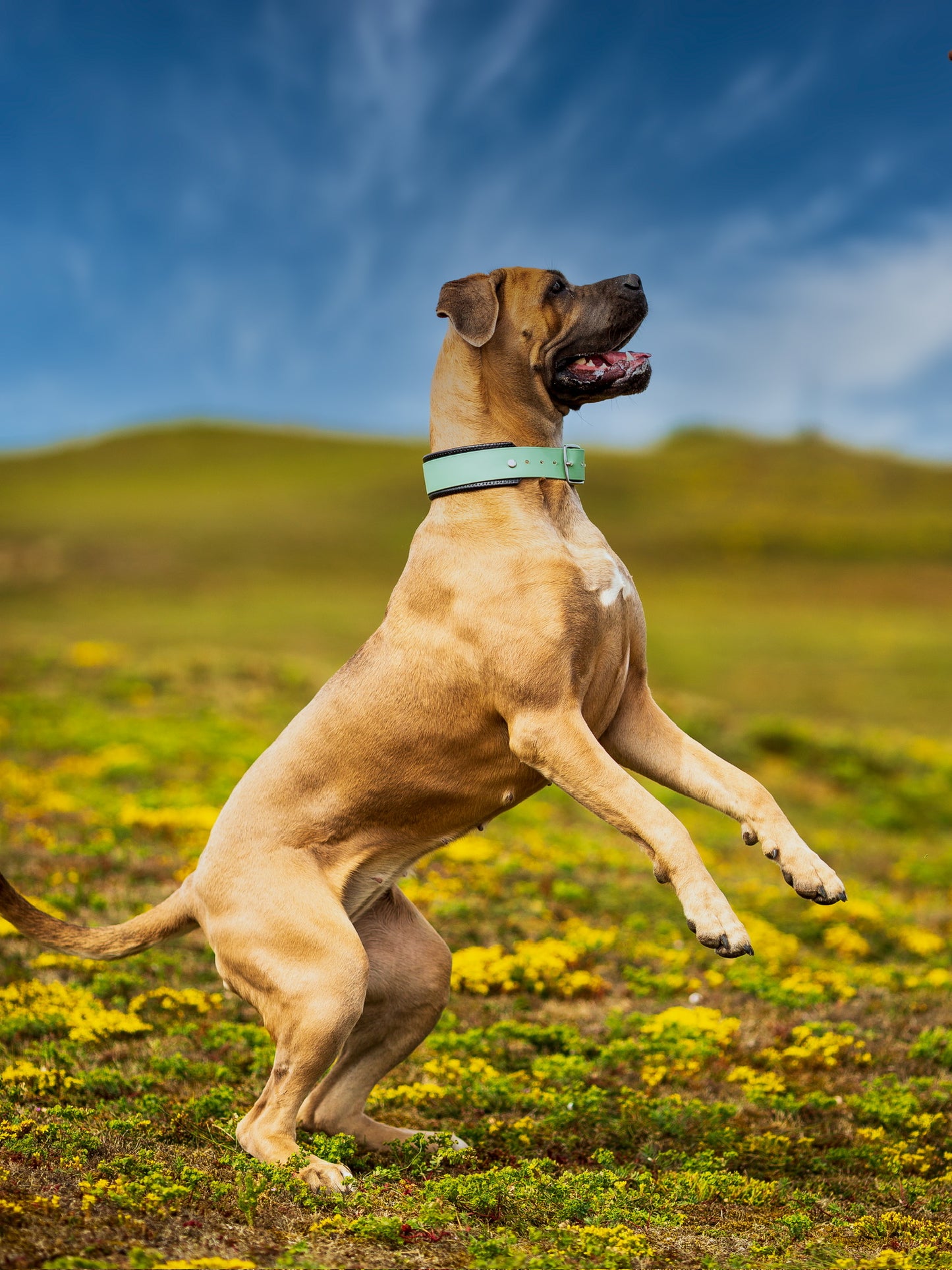 Hundehalsband BioThane® gepolstert