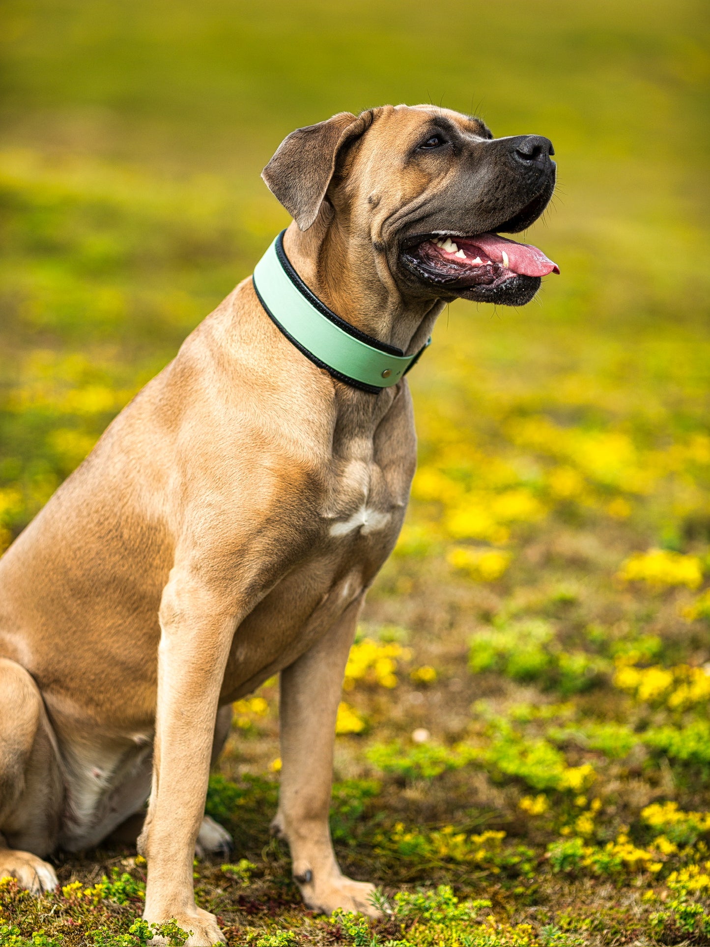 Hundehalsband BioThane® gepolstert