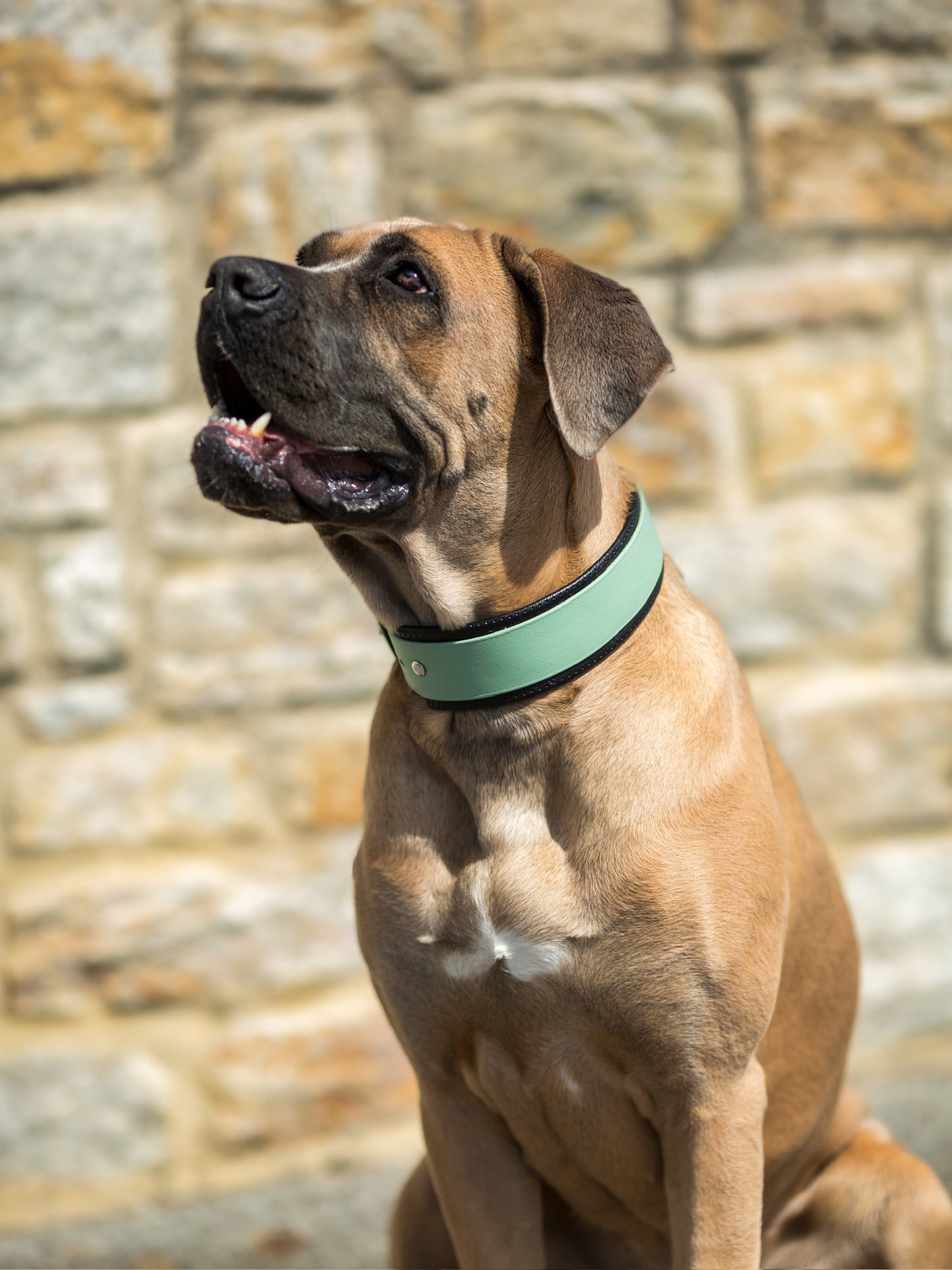 Hundehalsband BioThane® gepolstert