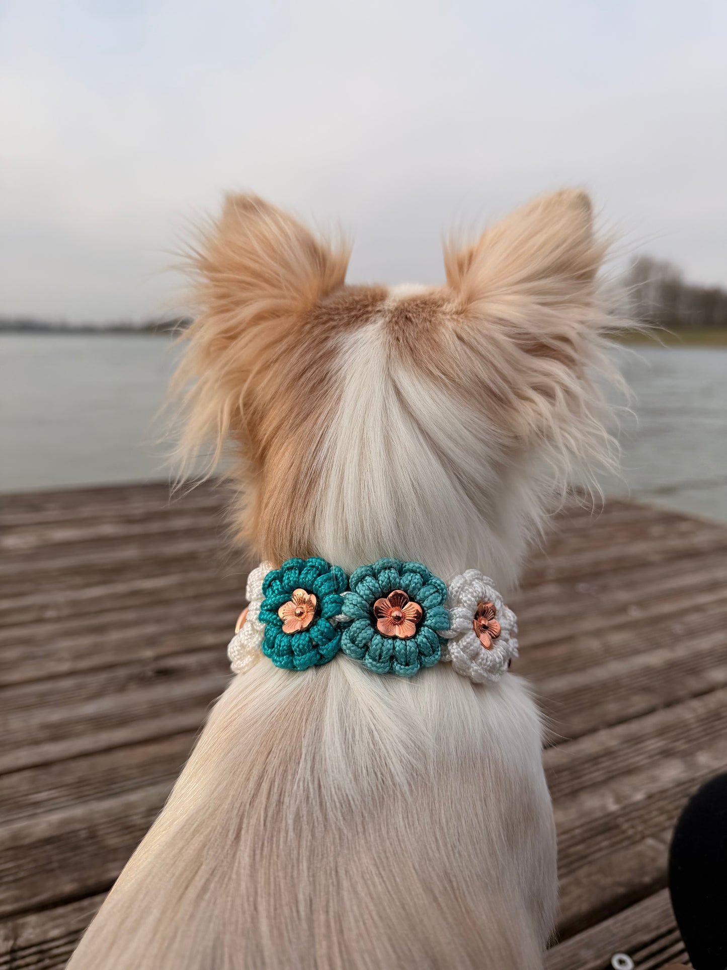 Hundehalsband aus Paracord